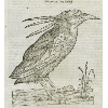 Nycticorax (détail) © KBR - URL