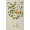 cotonea malus © KBR - URL