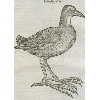 Gallinula terrestris (détail) © KBR - URL