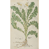 Brassicae secundum genus  © KBR - URL