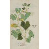 Cucumis sativus vulgaris © KBR - URL