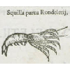 Squilla parua rondeletij © KBR - URL