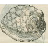 Turbo auritus tuberculosus alius (détail) © KBR - URL