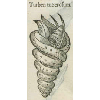 Turben tuberosum (détail) © KBR - URL