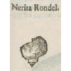 Nerita rondel (détail) © KBR - URL