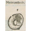 Nerite authoris (détail) © KBR - URL