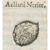 Aeliani nerite (détail) © KBR - URL