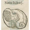 Nerite bellonij (détail) © KBR - URL