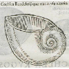 Cochlea rondeletij (détail) © KBR - URL