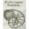 Cochlea depressa rondeletij (détail) © KBR - URL