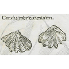 Concha imbricata minima (détail) © KBR - URL