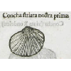 Concha striata nostra prima (détail) © KBR - URL