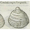 Conchula rugata zoographi (détail) © KBR - URL