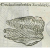 Concha rhomboides rondeletij (détail) © KBR - URL