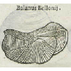 Balanus bellonij (détail) © KBR - URL