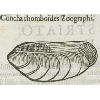 Concha rhomboides zoographi (détail) © KBR - URL