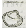 Chamaelea rondeletij (détail) © KBR - URL