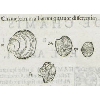 Chamelearum albarum quatuor differentiae (détail) © KBR - URL