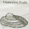 Chama aspera rondel (détail) © KBR - URL