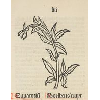 Eupatoriu(m) Boelkens cruyt (détail) © KBR - URL