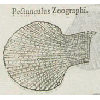 Pectunculus zoographi (détail) © KBR - URL