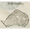 Pecten varius (détail) © KBR - URL