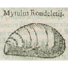 Mytulus rondeletij (détail) © KBR - URL