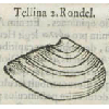 Tellina rondel (détail) © KBR - URL