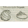 Tellinarum species zoographi (détail) © KBR - URL