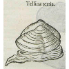 Tellina tertia (détail) © KBR - URL