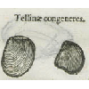 Tellina congeneres (détail) © KBR - URL