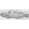 Gobius marinus rondel (détail) © KBR - URL