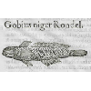 Gobius niger (détail) © KBR - URL