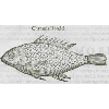 Chromis rondel (détail) © KBR - URL