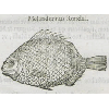 Melanderinus rondel (détail) © KBR - URL