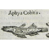 Aphya cobitis (détail) © KBR - URL