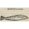 Marsio venetorum (détail) © KBR - URL