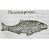 Phoxinus primus (détail) © KBR - URL