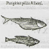 Pungitius piscis alberti (détail) © KBR - URL