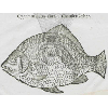 Cyprinus latus alius (détail) © KBR - URL