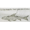 Gobius fluviatilis (détail) © KBR - URL