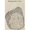 Argyrogrammodes lapis (détail) © KBR - URL