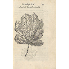 Castanea equinae folium naturalis magnitudinis © KBR - URL