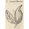 Limon chirodes (détail) © KBR - URL