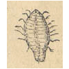 Pediculus marinus (détail) © KBR - URL