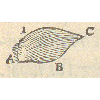 Les muscles de la tête et du visage (détail) © KBR - application/data