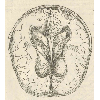 Coupe transversale du cerveau (détail 1) © KBR - URL