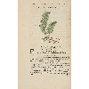 Polypodium © KBR - URL