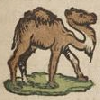 Camelus (détail)  © KBR - URL