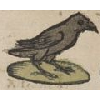 Corvus (détail)  © KBR - URL